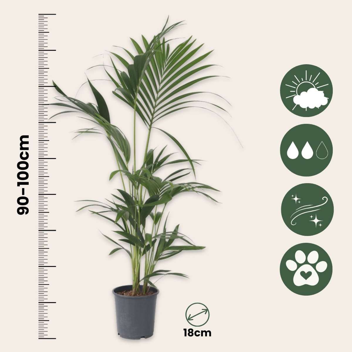 Kentia Palm - Howea forsteriana - Height 90-100cm - ⌀18cm