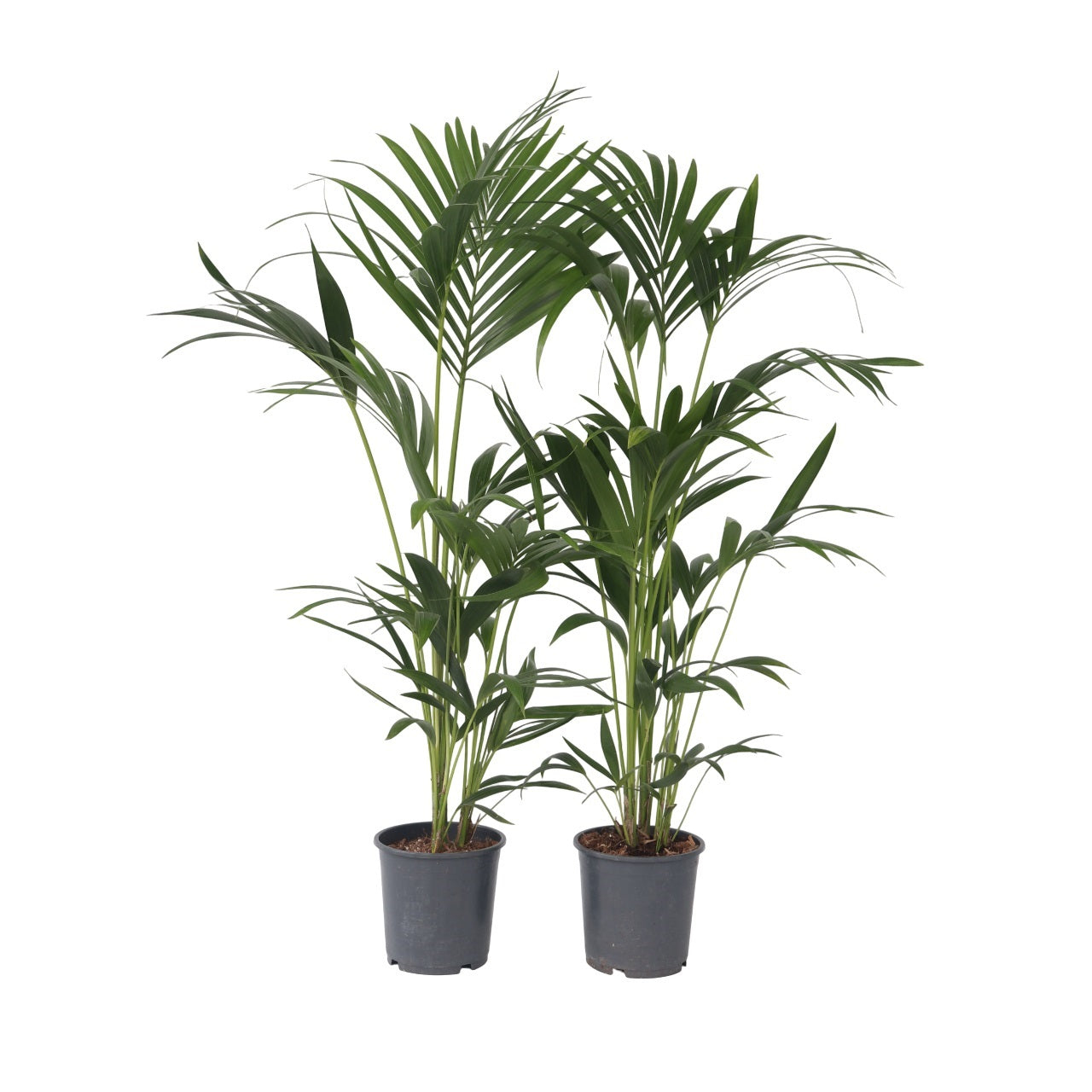Kentia Palm - 2 pcs. - Howea forsteriana - Height 90-100cm - ⌀18cm