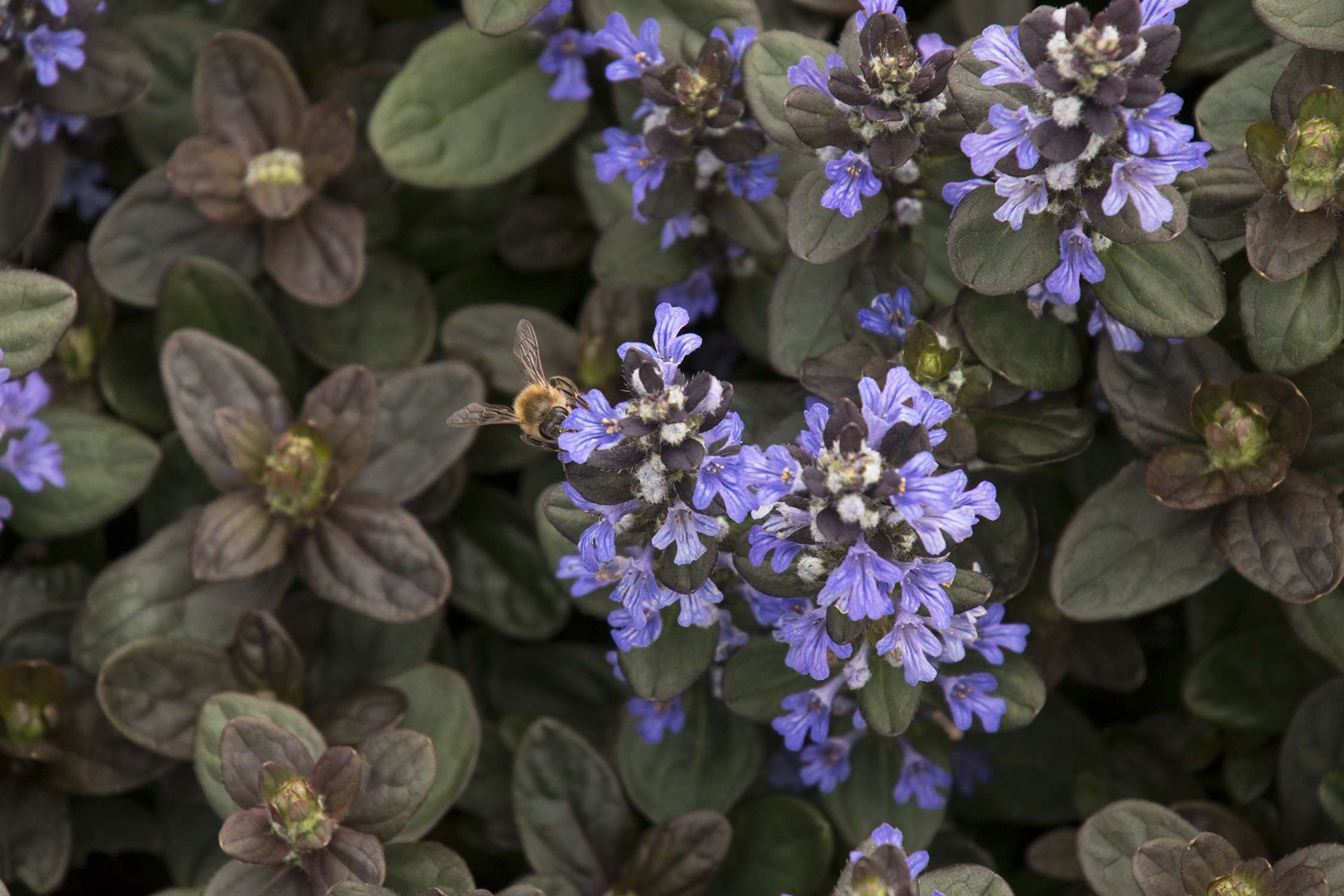 Ajuga reptans 'Chocolate' - Marginal Pond Plants - BP003A