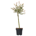 Flamingo Willow - Salix integra 'Flamingo' - Height 60-80cm - Pot 17cm