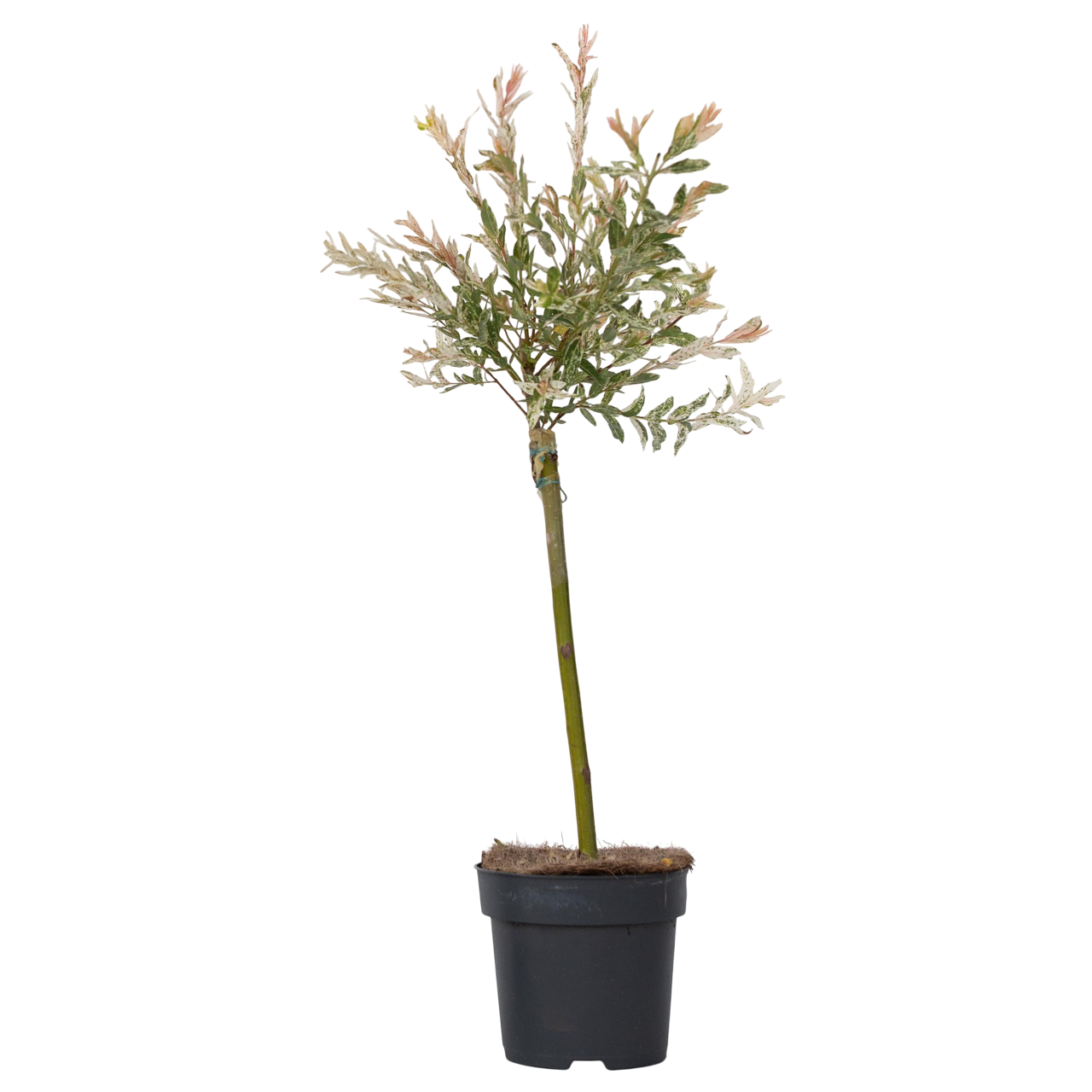 Flamingo Willow - Salix integra 'Flamingo' - Height 60-80cm - Pot 17cm