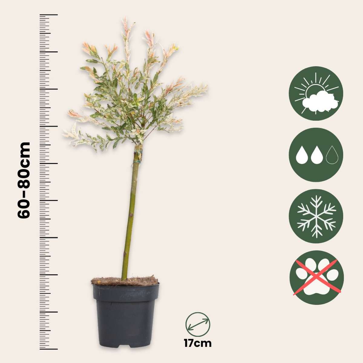 Flamingo Willow - Salix integra 'Flamingo' - Height 60-80cm - Pot 17cm