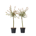 Flamingo Willow - 2 pcs. - Salix integra 'Flamingo' - Height 60-80cm - ⌀17cm