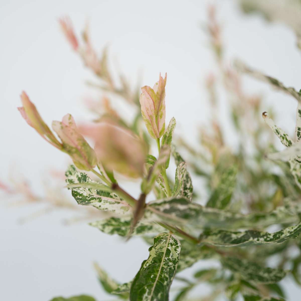 Flamingo Willow - 4 pcs. - Salix integra 'Flamingo' - Height 60-80cm - ⌀17cm