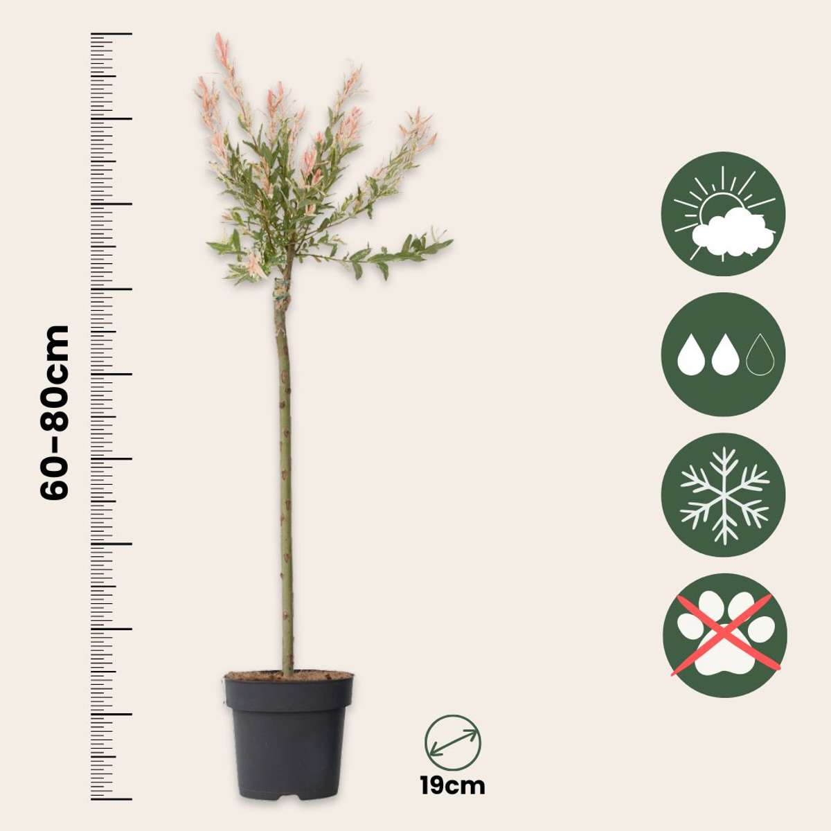 Flamingo Willow - Salix integra 'Flamingo' - Height 90-110cm - Pot 19cm