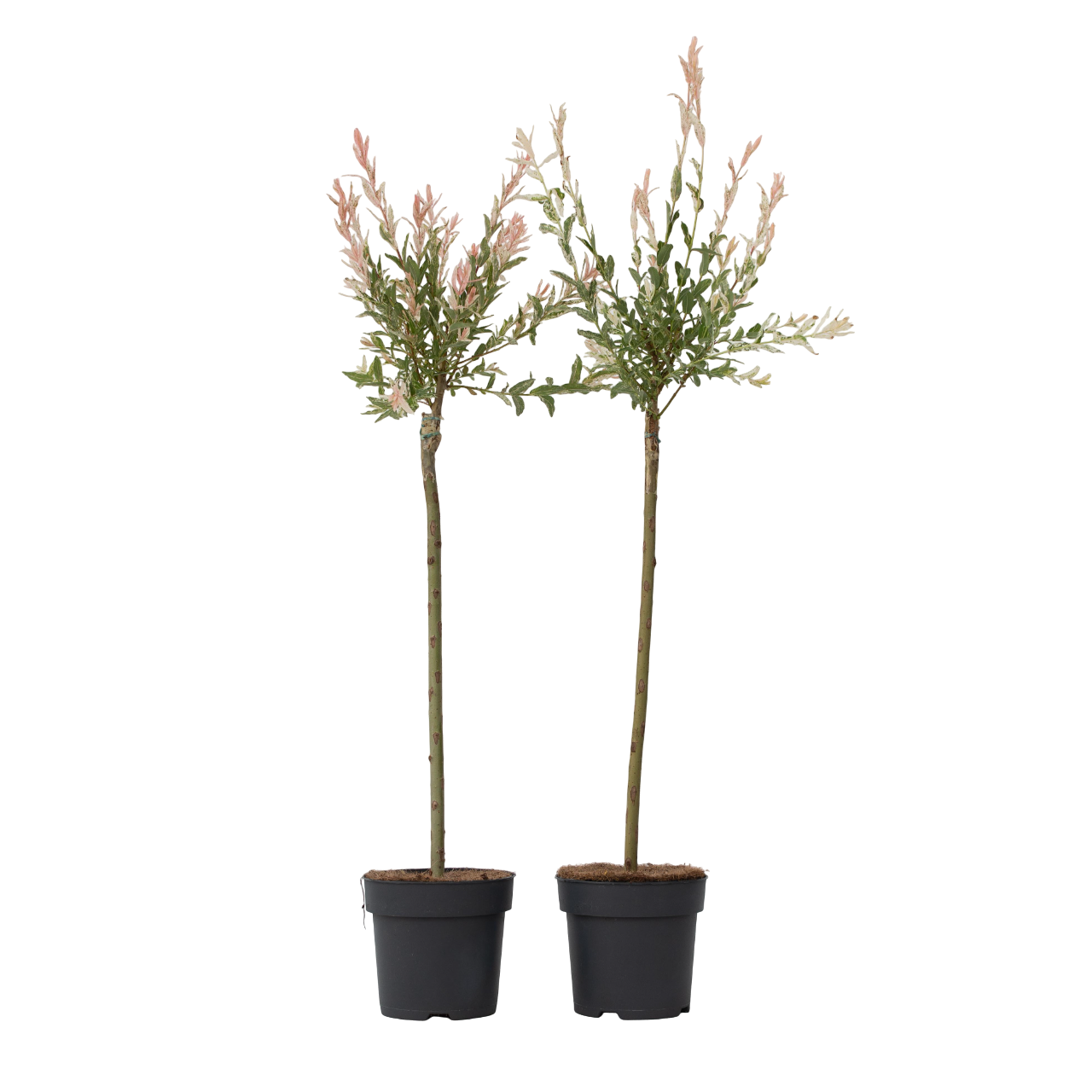 Flamingo Willow - 2 pcs. - Salix integra 'Flamingo' - Height 90-110cm - ⌀19cm