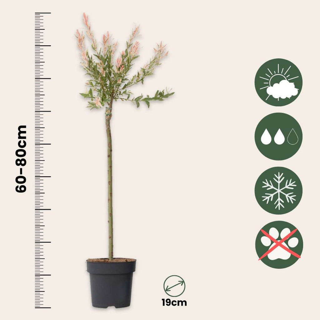 Flamingo Willow - 2 pcs. - Salix integra 'Flamingo' - Height 90-110cm - ⌀19cm