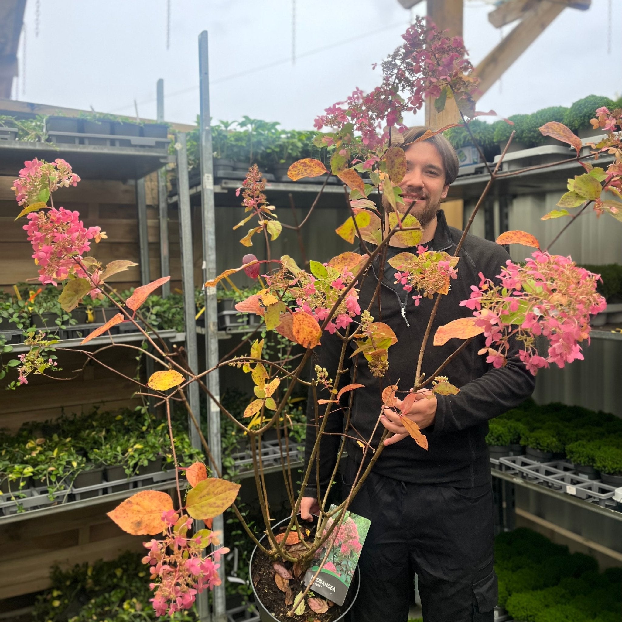 Hydrangea paniculata 'Ruby' 7.5L