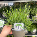 Lavender Vintro Blue 1.5L