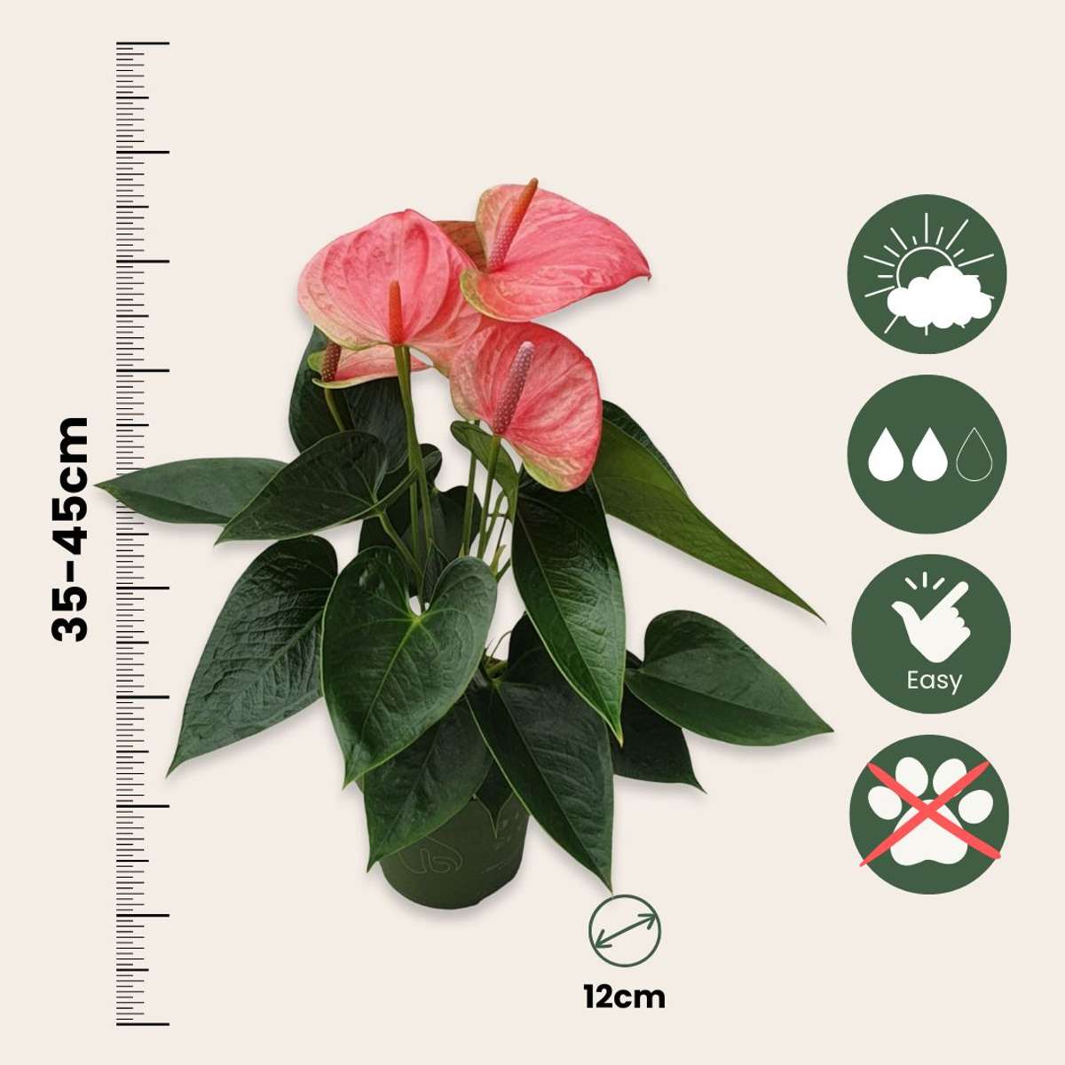 Laceleaf - Anthurium 'Sweet Dream' - Height 35-45cm - ø12cm