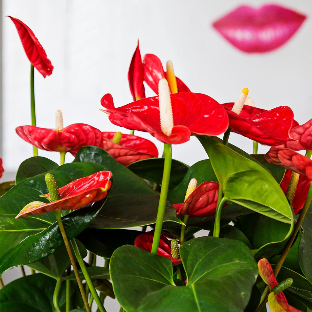 Laceleaf - Anthurium 'Madural Red' - Height 40-45cm - ø14cm