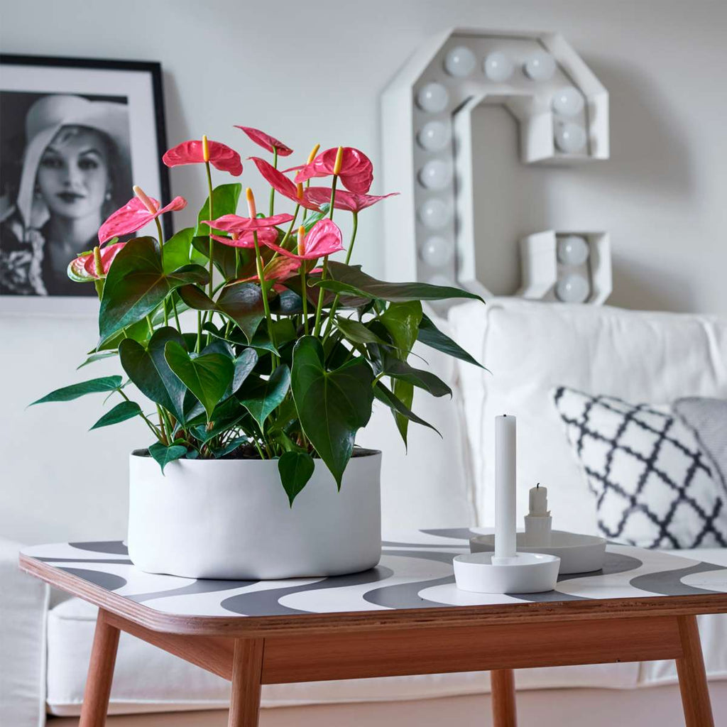 Laceleaf - Anthurium 'Colorado Pink' - Height 40-55cm - ø14cm