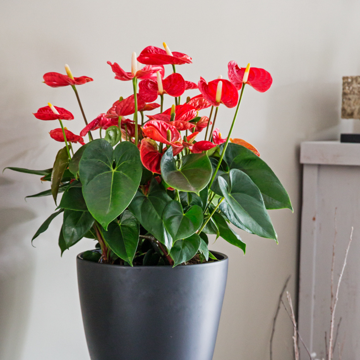 Laceleaf - Anthurium 'Madural Red' - Height 55-70cm - ø17cm