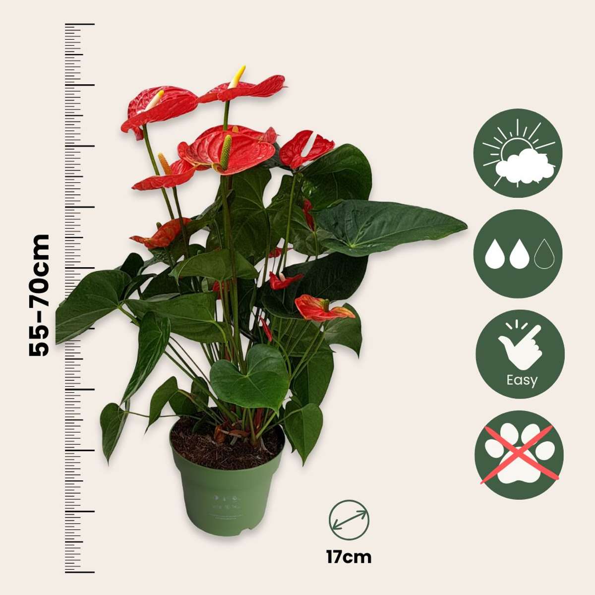 Laceleaf - Anthurium 'Madural Red' - Height 55-70cm - ø17cm