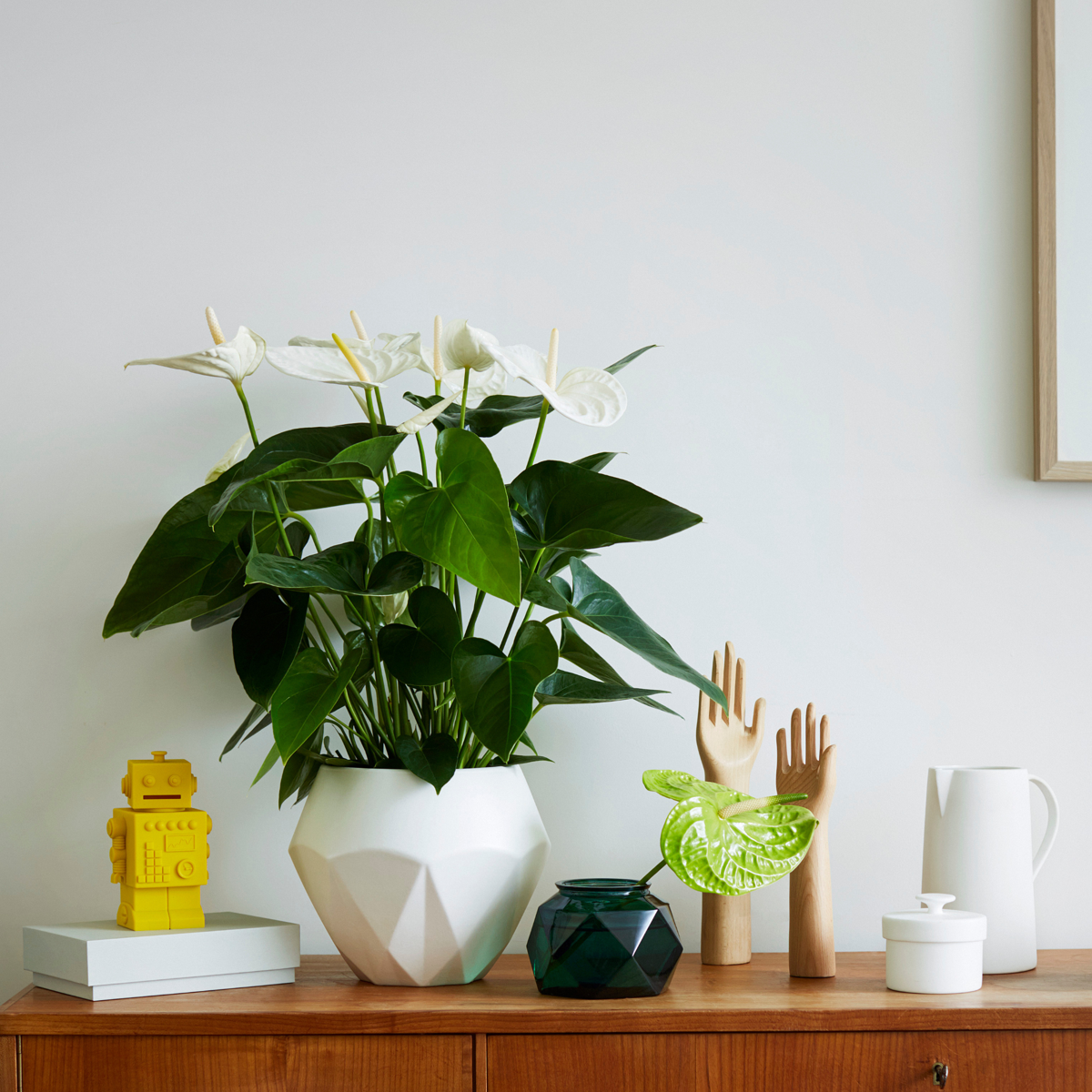 Laceleaf - Anthurium 'Alaska White' - Height 55-70cm - ø17cm