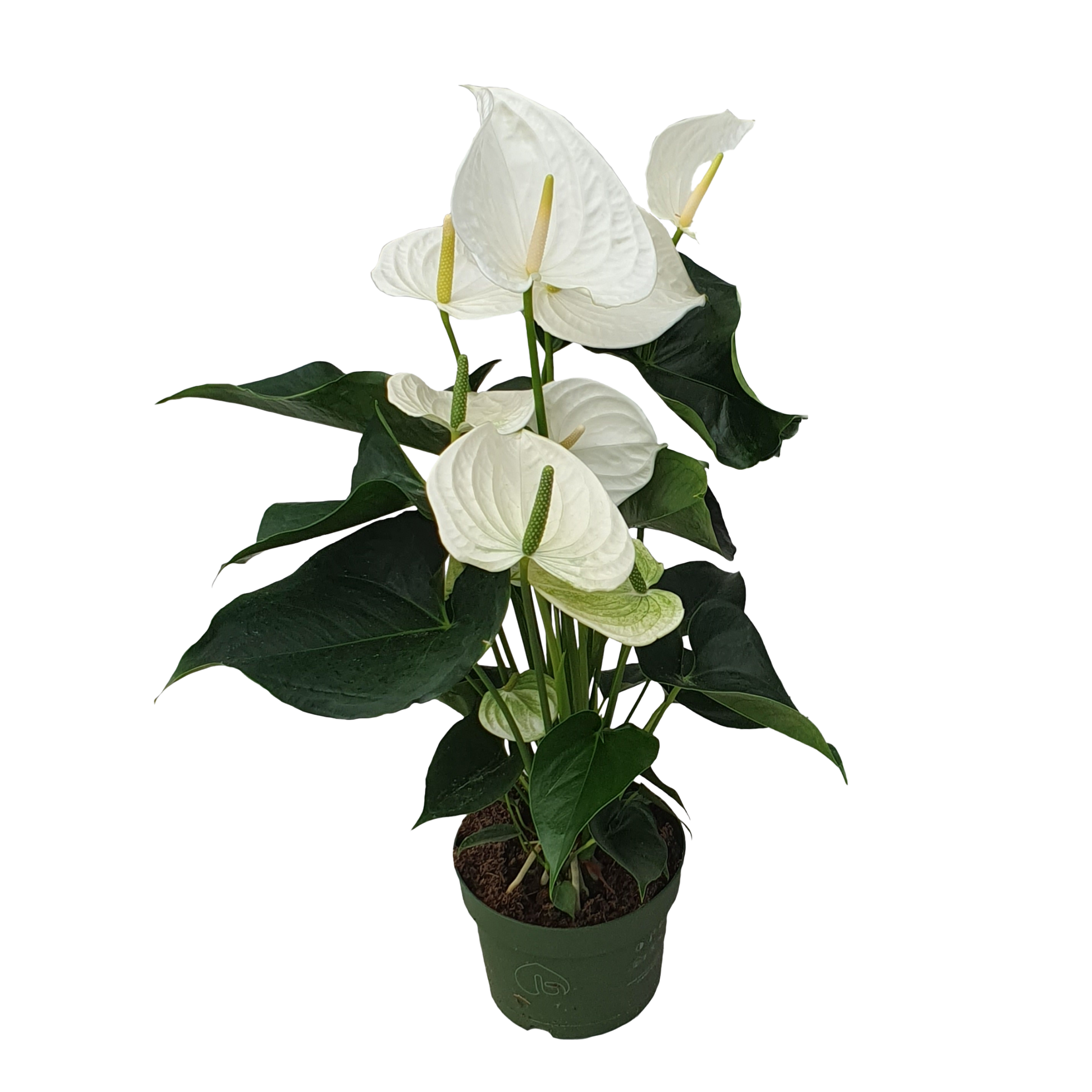 Laceleaf - Anthurium 'Alaska White' - Height 55-70cm - ø17cm