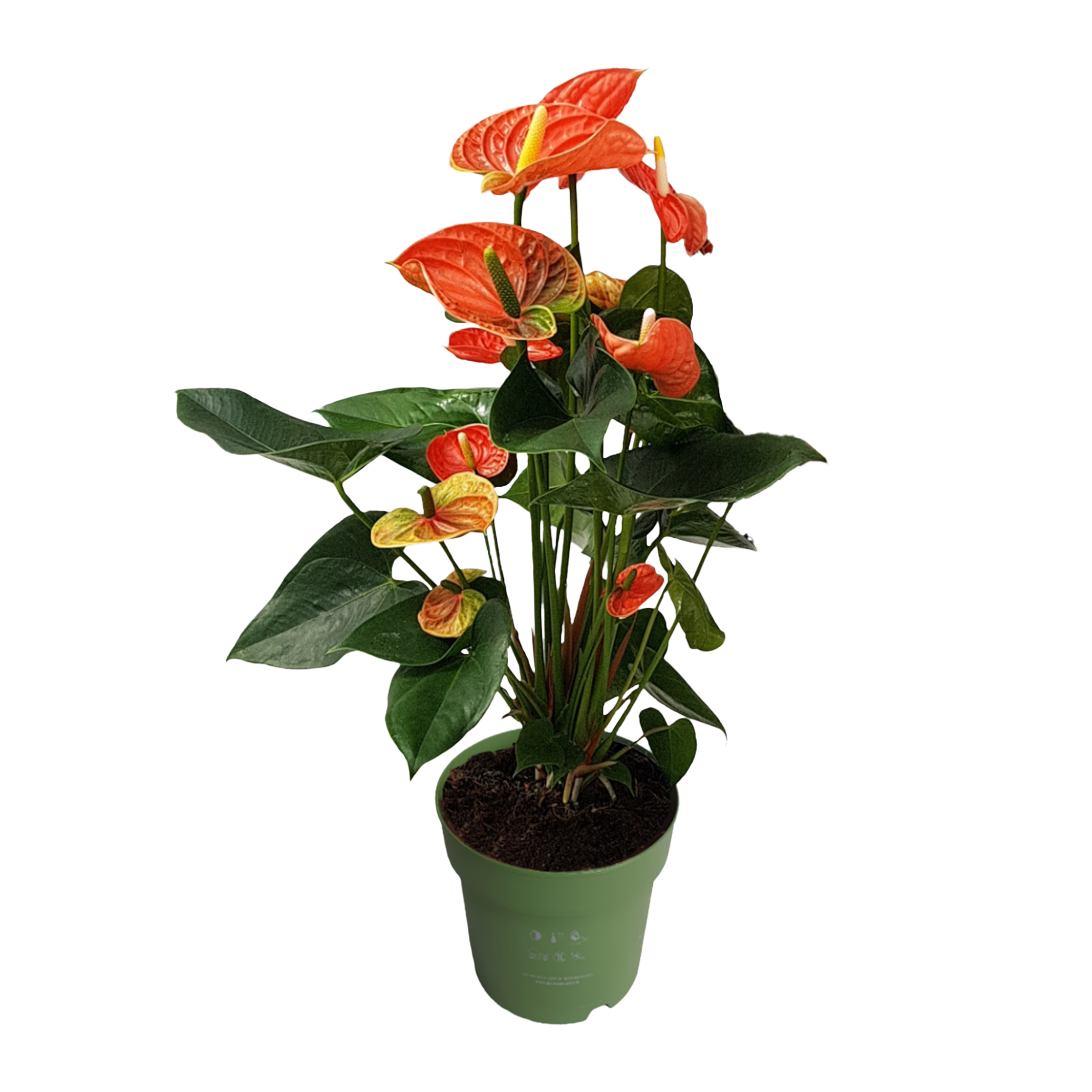 Laceleaf - Anthurium 'Madural Orange' - Height 55-70cm - ø17cm