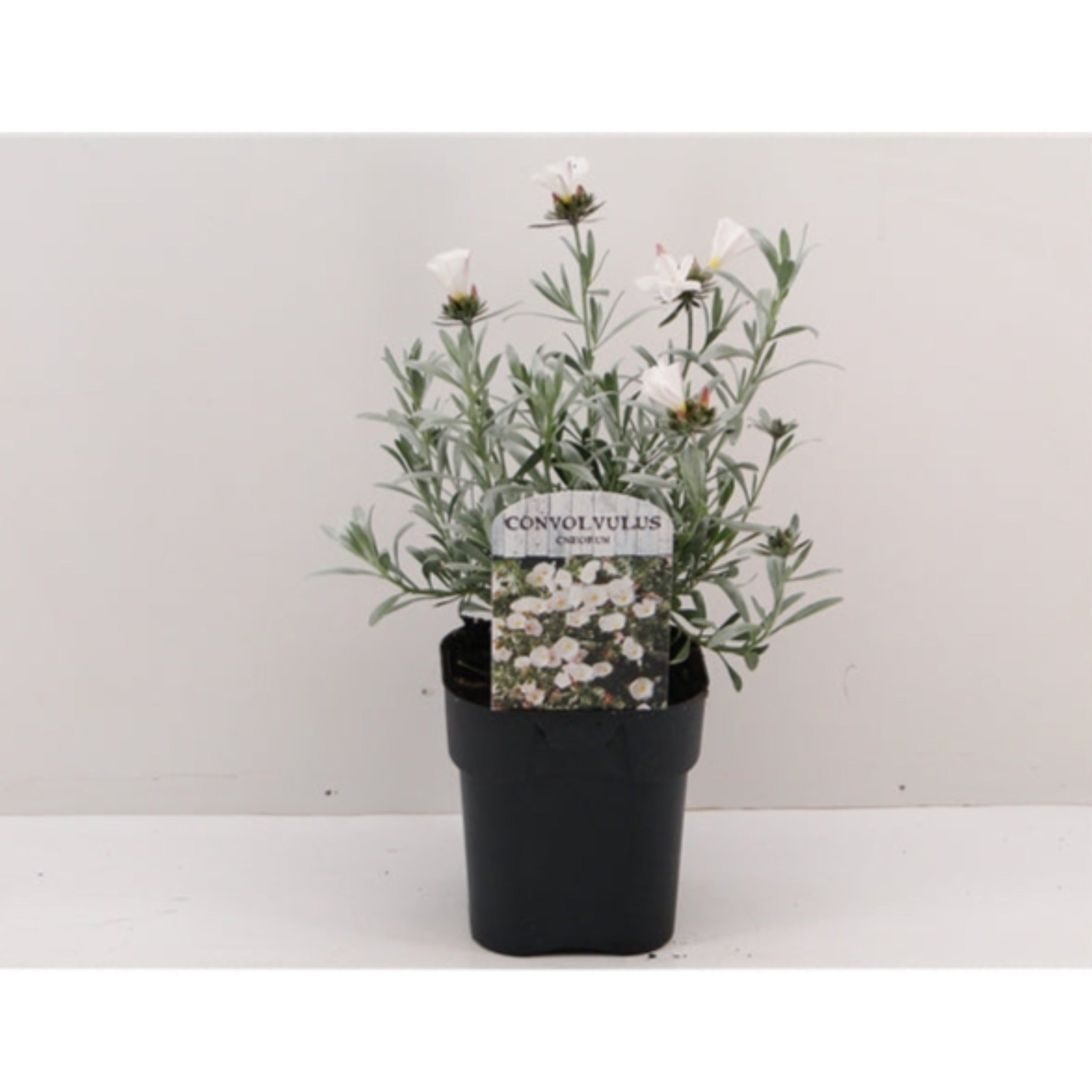 Convolvus cneorum (Silverbush) 9cm/1.5L/2L/3L