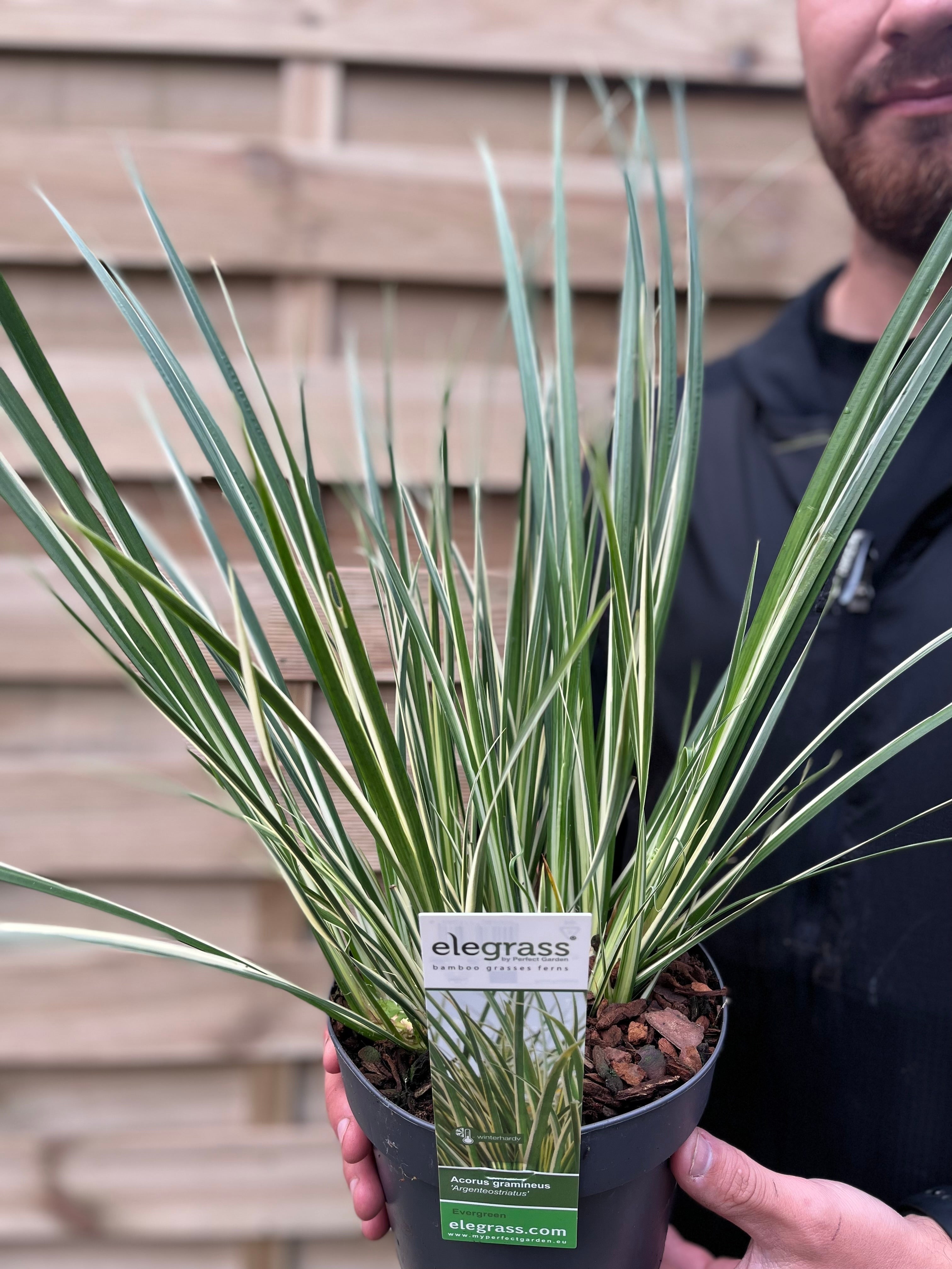 Acorus gramineus 'Argenteostriatus'  1.8L