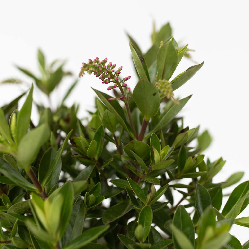 Evergreen Shrub - 3 pcs. - Hebe All Blooms 'Ranaia' - Height 30-35cm - ⌀13cm