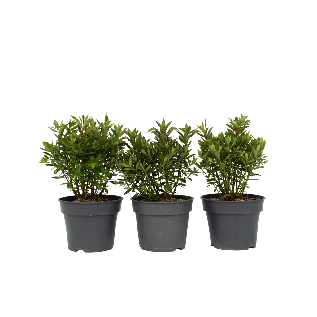 Evergreen Shrub - 3 pcs. - Hebe All Blooms 'Ranaia' - Height 30-35cm - ⌀13cm