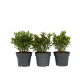 Evergreen Shrub - 3 pcs. - Hebe All Blooms 'Ranaia' - Height 30-35cm - ⌀13cm