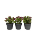 Evergreen Shrub - 3 pcs. - Hebe All Blooms 'Samona' - Height 30-35cm - ⌀13cm