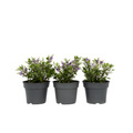 Evergreen Shrub - 3 pcs. - Hebe All Blooms 'Siara' - Height 30-35cm - ⌀13cm