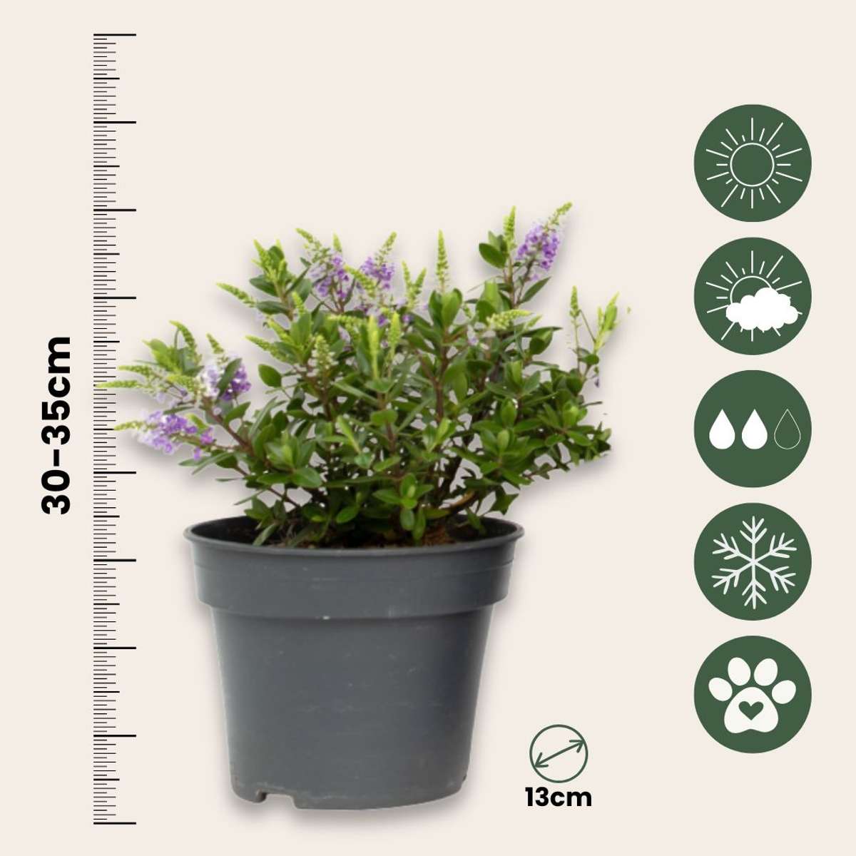 Evergreen Shrub - 3 pcs. - Hebe All Blooms 'Siara' - Height 30-35cm - ⌀13cm