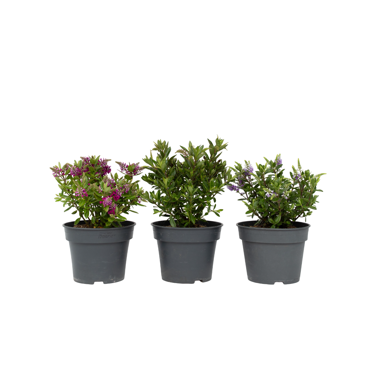 Evergreen Shrub - 3 pcs. - Hebe All Blooms - Height 30-35cm - ⌀13cm