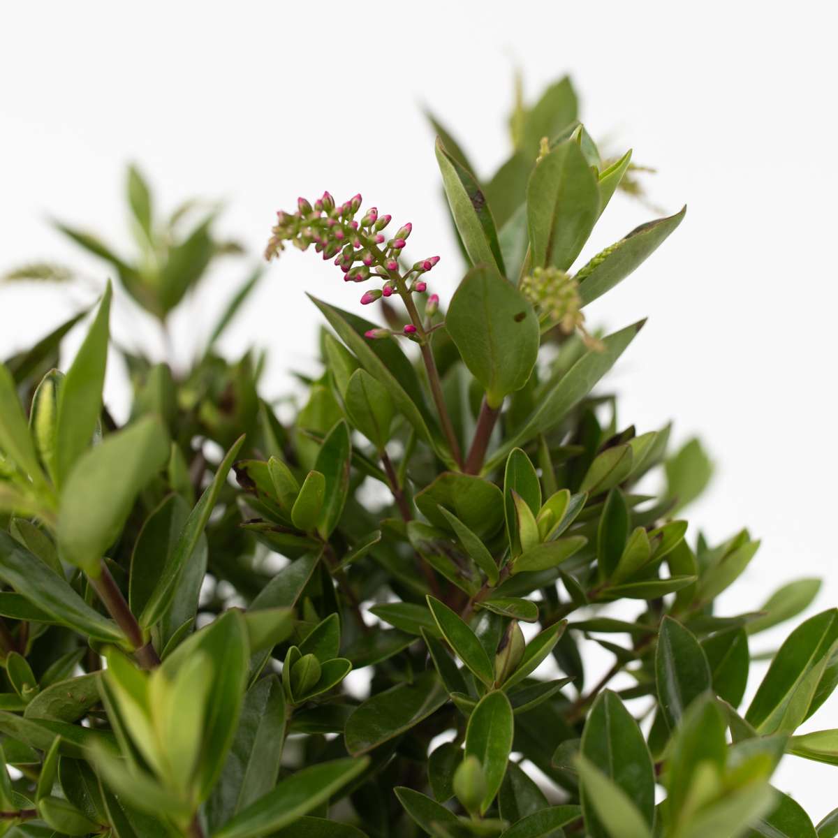 Evergreen Shrub - 6 pcs. - Hebe All Blooms - Height 30-35cm - ⌀13cm