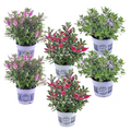 Evergreen Shrub - 6 pcs. - Hebe All Blooms - Height 30-35cm - ⌀13cm