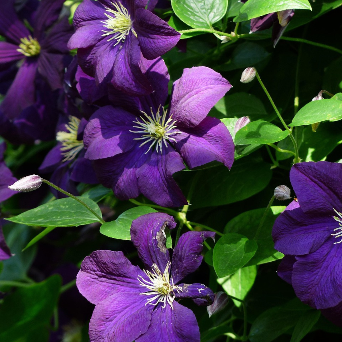 Leather flower - Clematis 'The President' - Height 100-120cm - ⌀17cm