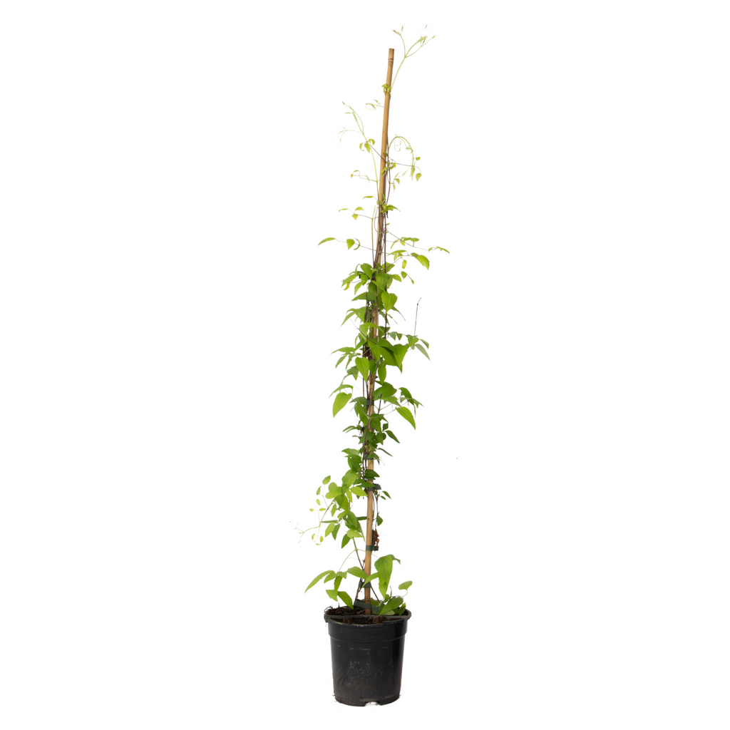 Leather flower - Clematis 'The President' - Height 100-120cm - ⌀17cm