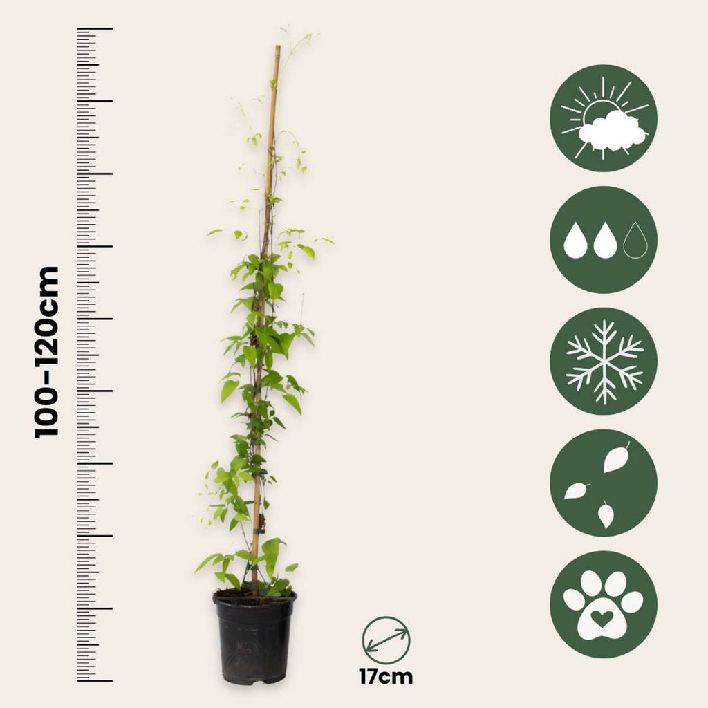 Leather flower - Clematis 'The President' - Height 100-120cm - ⌀17cm