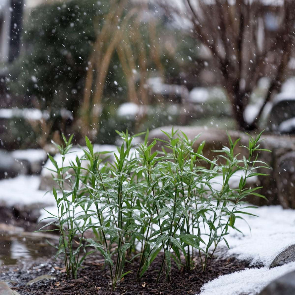 Dragonhead Bamboo - 3 pcs. - Fargesia rufa - Height 25-40cm - ⌀13cm