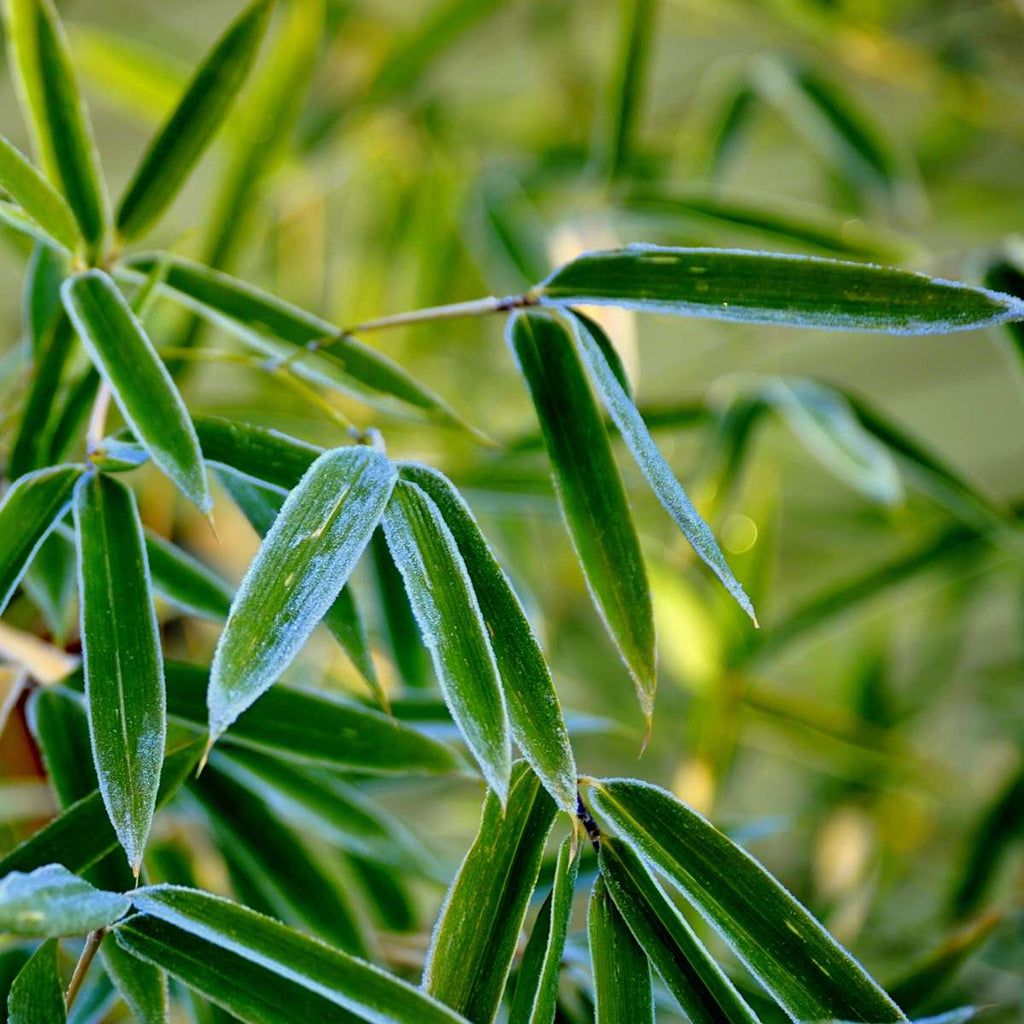 Dragonhead Bamboo - 3 pcs. - Fargesia rufa - Height 25-40cm - ⌀13cm