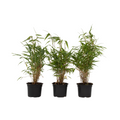 Dragonhead Bamboo - 3 pcs. - Fargesia rufa - Height 25-40cm - ⌀13cm