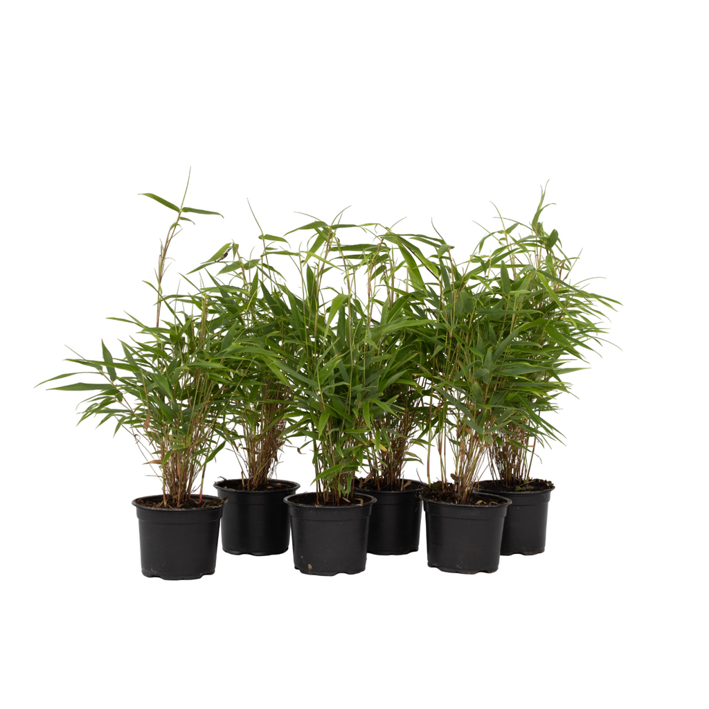 Dragonhead Bamboo - 6 pcs. - Fargesia rufa - Height 25-40cm - ⌀13cm