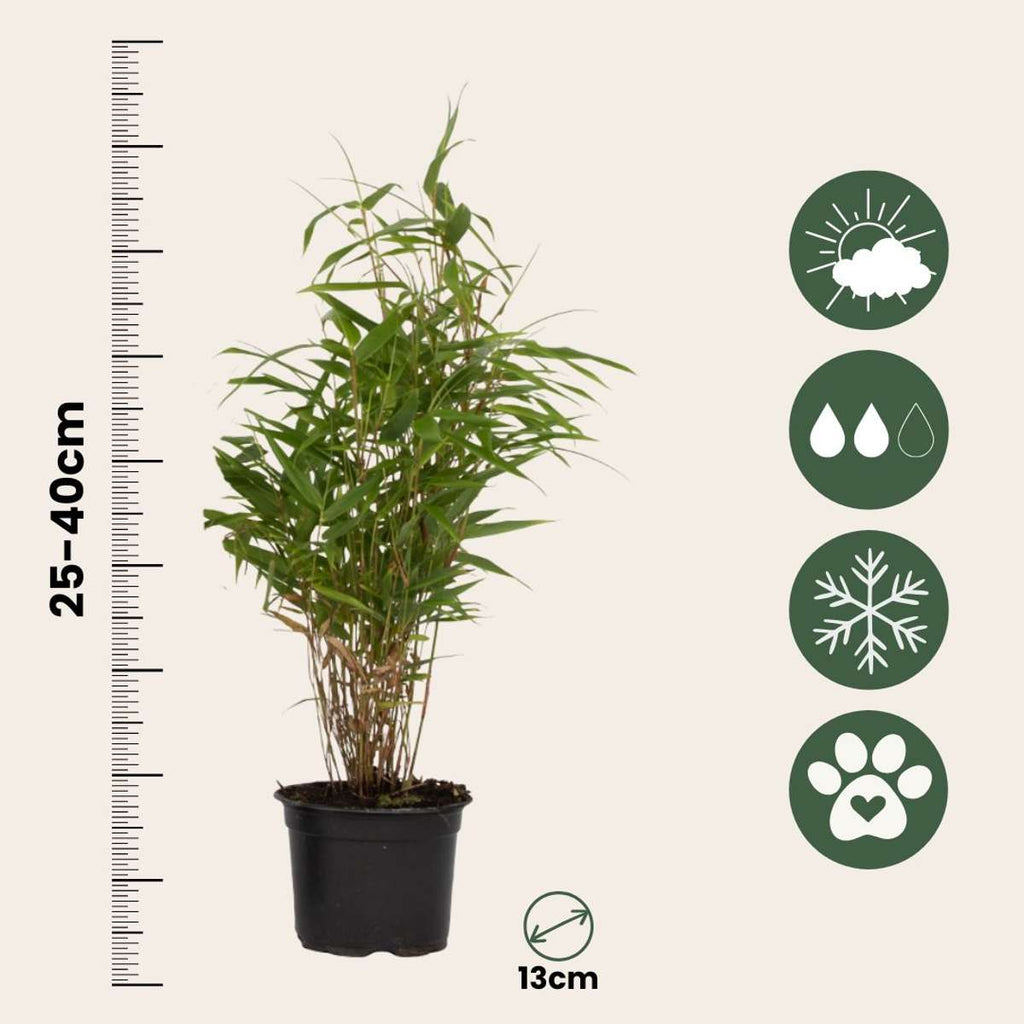 Dragonhead Bamboo - 18 pcs. - Fargesia rufa - Height 25-40cm - ⌀13cm