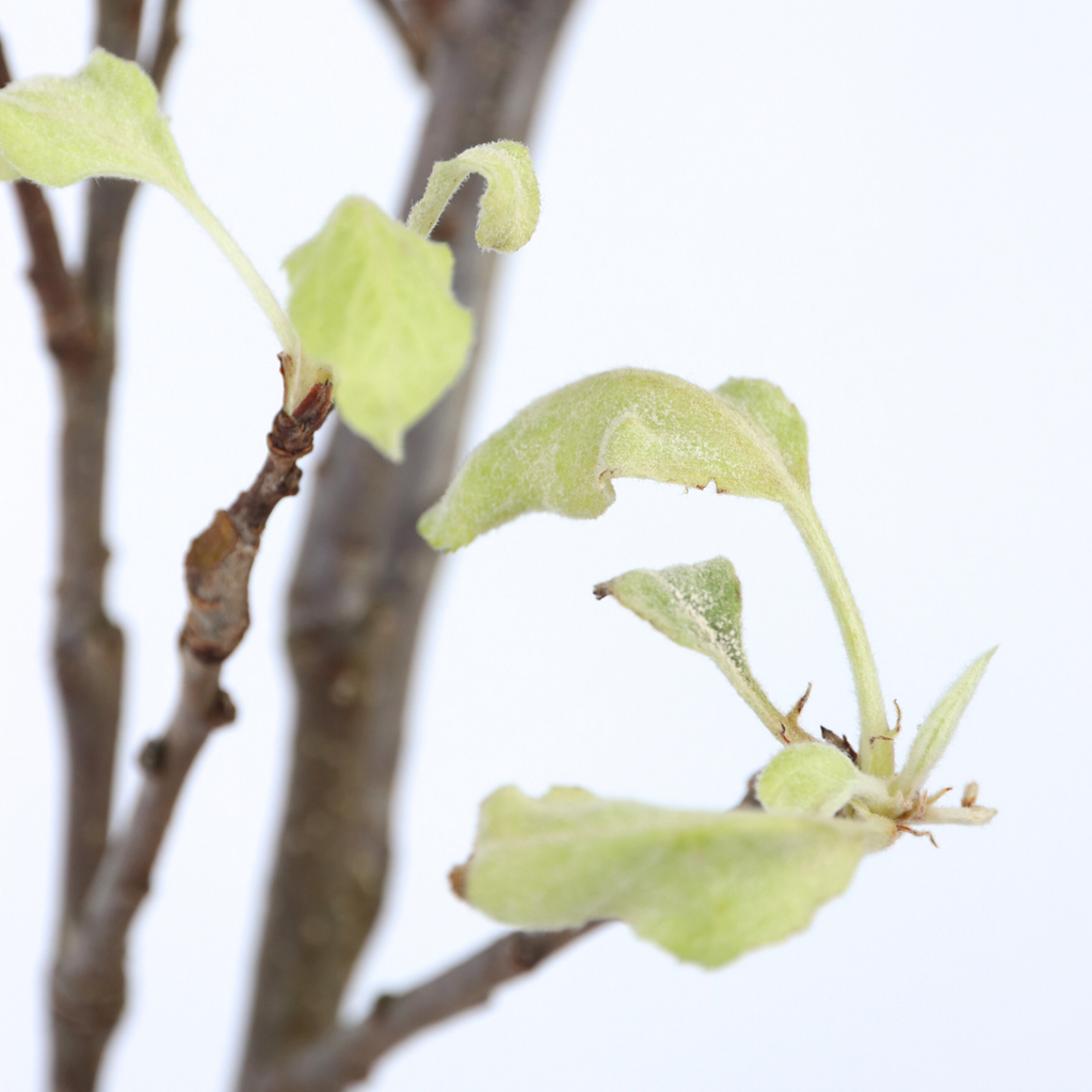 Apple tree - Malus domestica 'Elstar' - Height 90-100cm - ⌀21cm