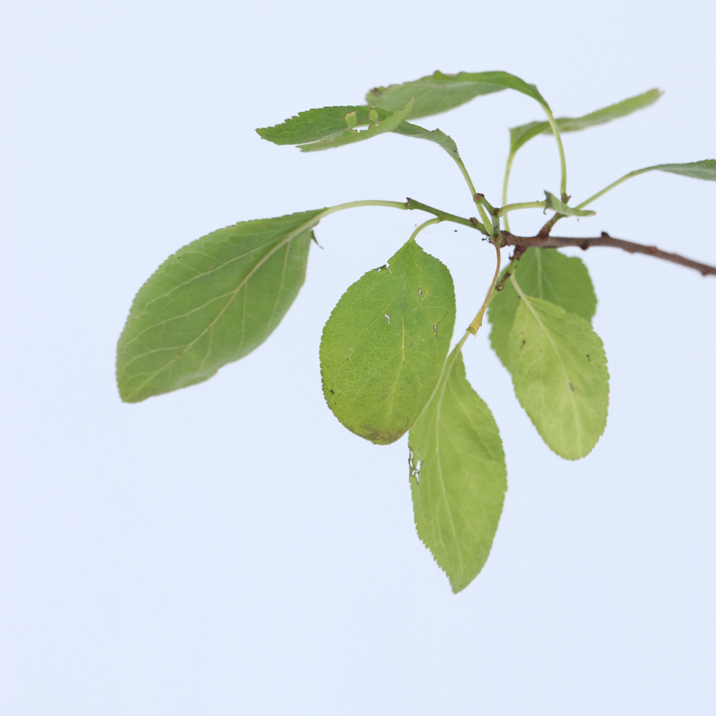 Plum Tree - Prunus domestica 'Opal' - Height 90-100cm - ⌀21cm