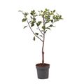 Plum Tree - Prunus domestica 'Opal' - Height 90-100cm - ⌀21cm