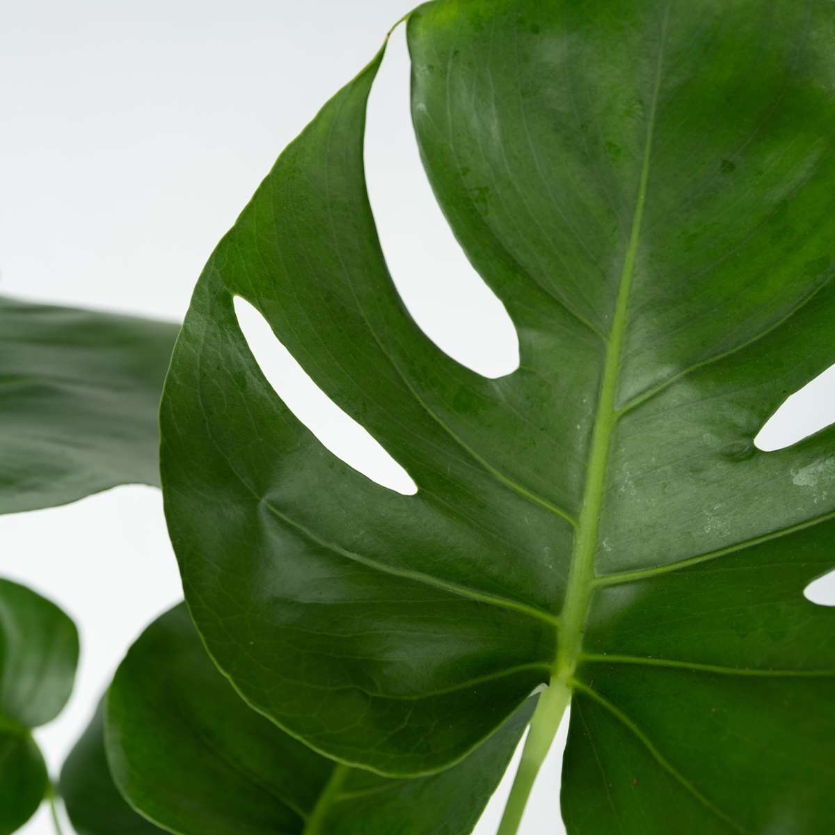Swiss Cheese Plant - Monstera deliciosa - Height 50-60cm - ⌀17cm
