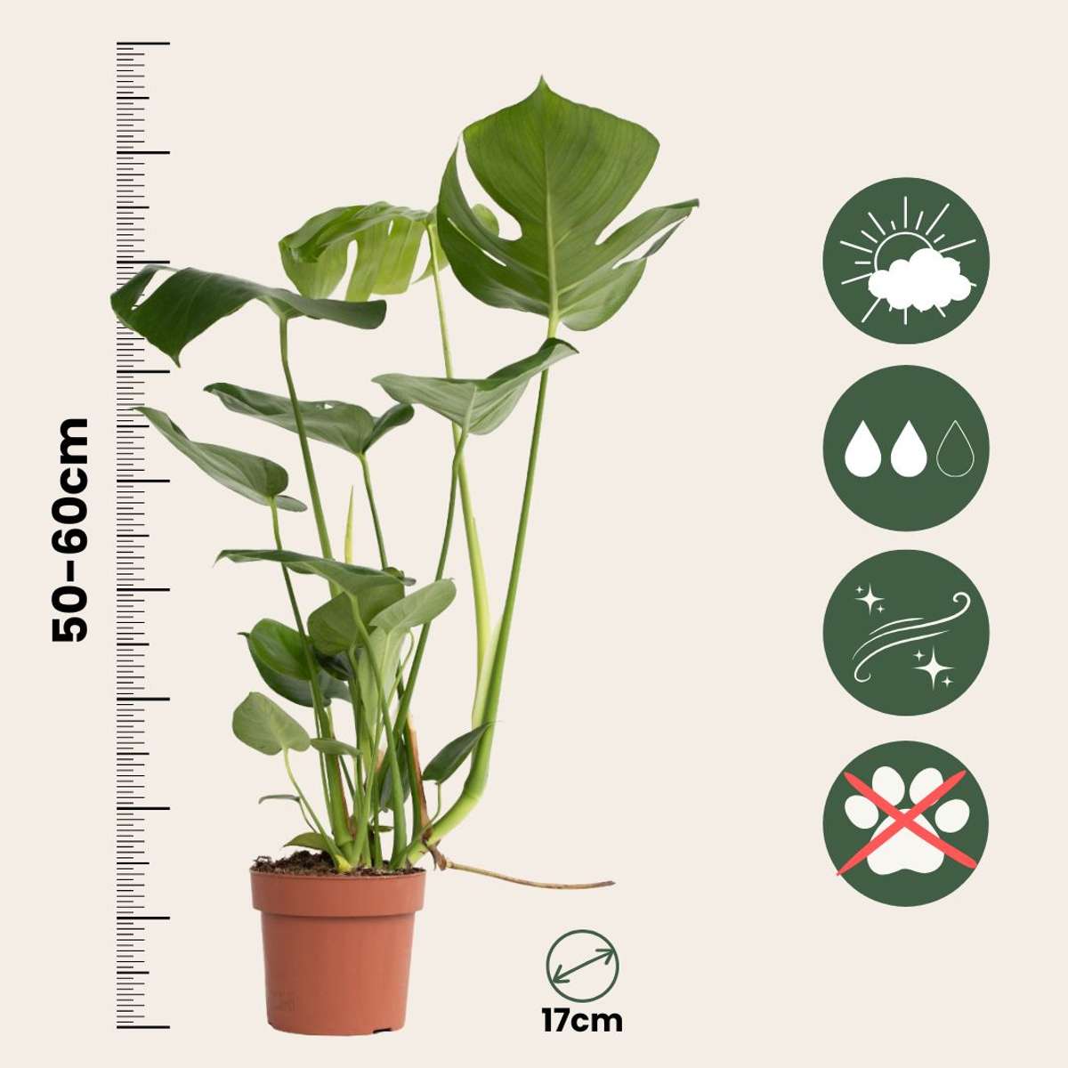 Swiss Cheese Plant - 2 pcs. - Monstera deliciosa - Height 50-60cm - ⌀17cm