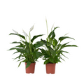 Peace lilly - 2 pcs. - Spathiphyllum 'Lima' - Height 60-75cm - ⌀17cm