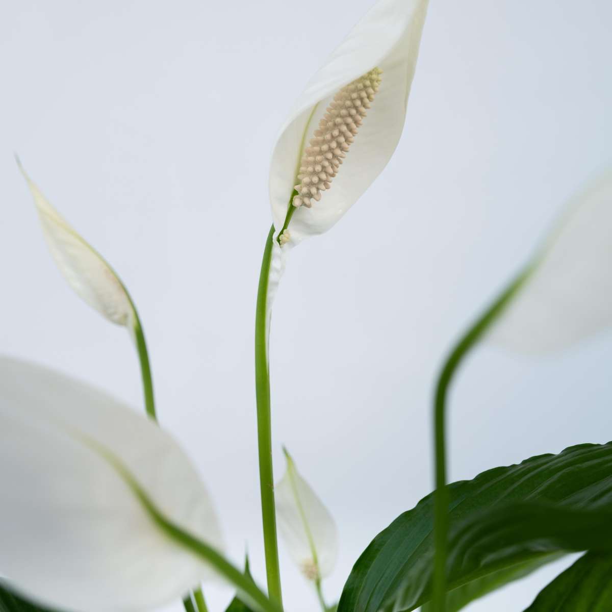 Peace lilly - 4 pcs. - Spathiphyllum 'Lima' - Height 60-75cm - ⌀17cm