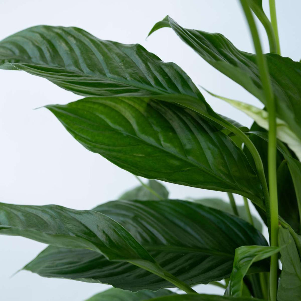 Peace lilly - 4 pcs. - Spathiphyllum 'Lima' - Height 60-75cm - ⌀17cm