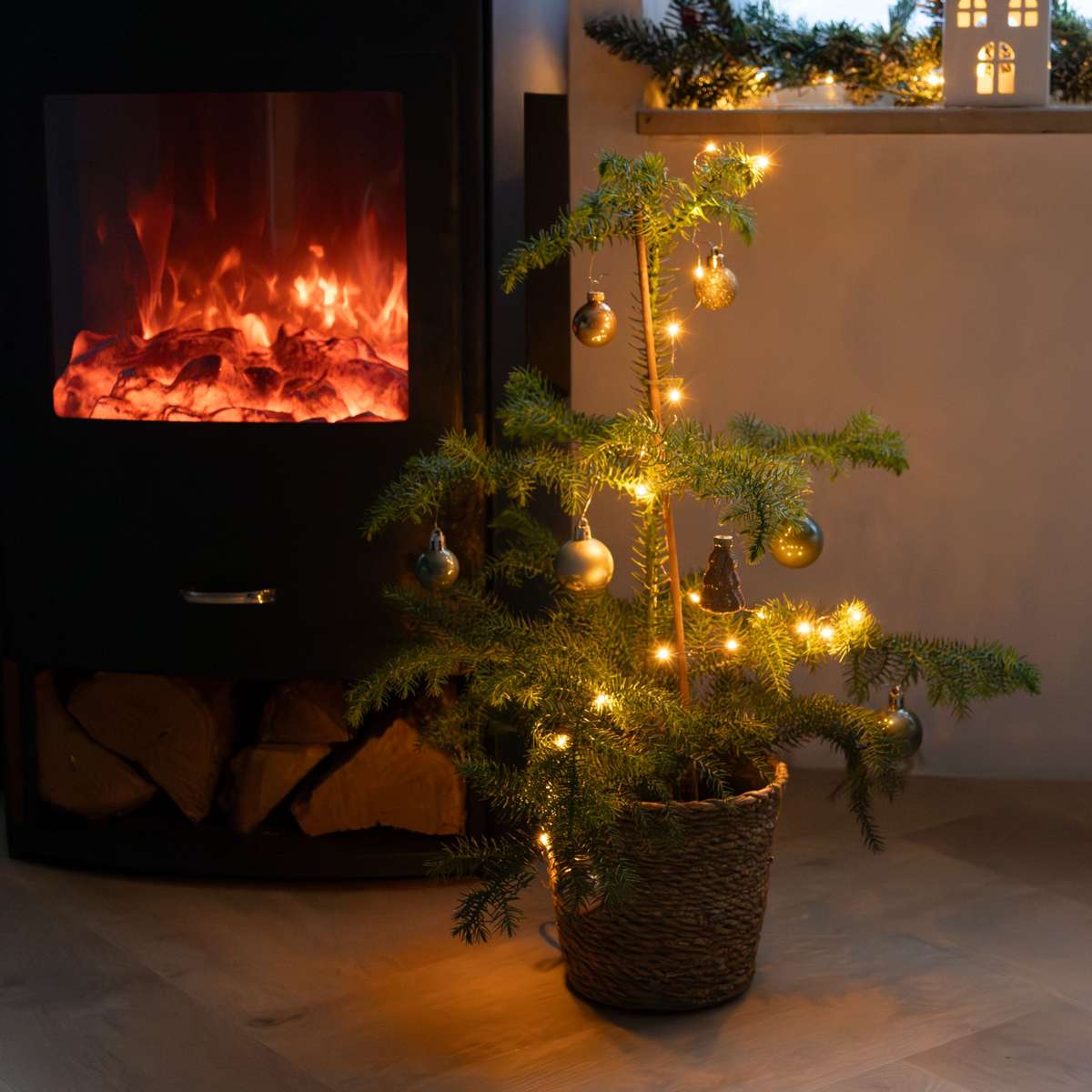 Norfolk Island Pine - Araucaria heterophylla - Height 45-55cm - ⌀14cm