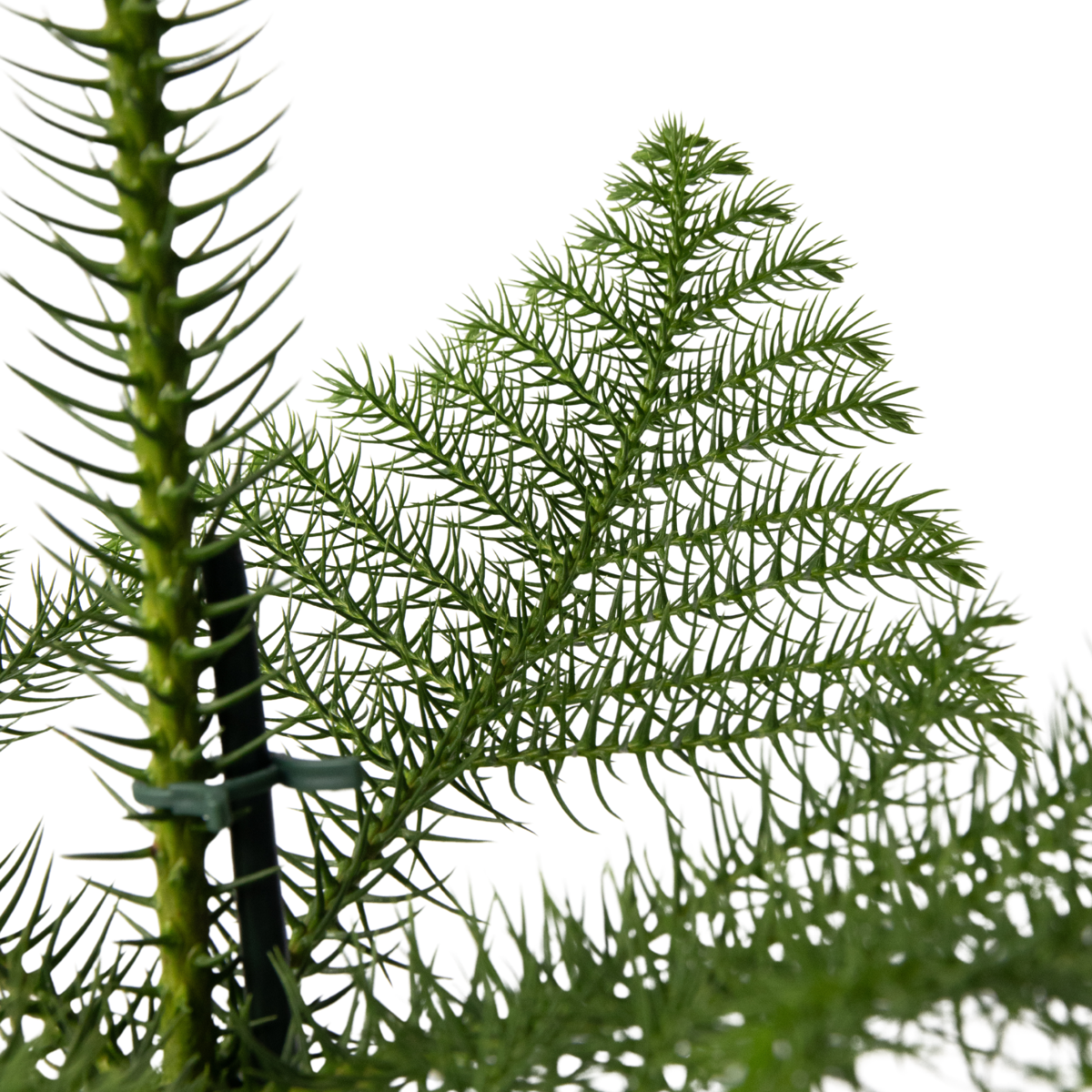 Norfolk Island Pine - Araucaria heterophylla - Height 50-60cm - ⌀17cm
